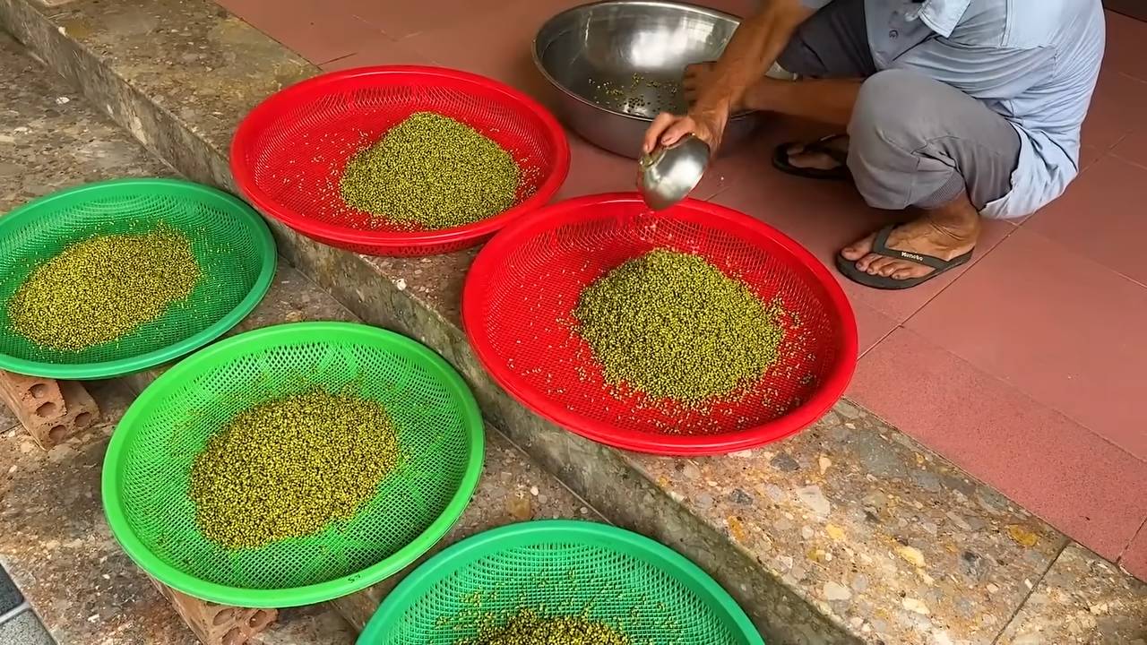 Sprout Beans at Home Easily