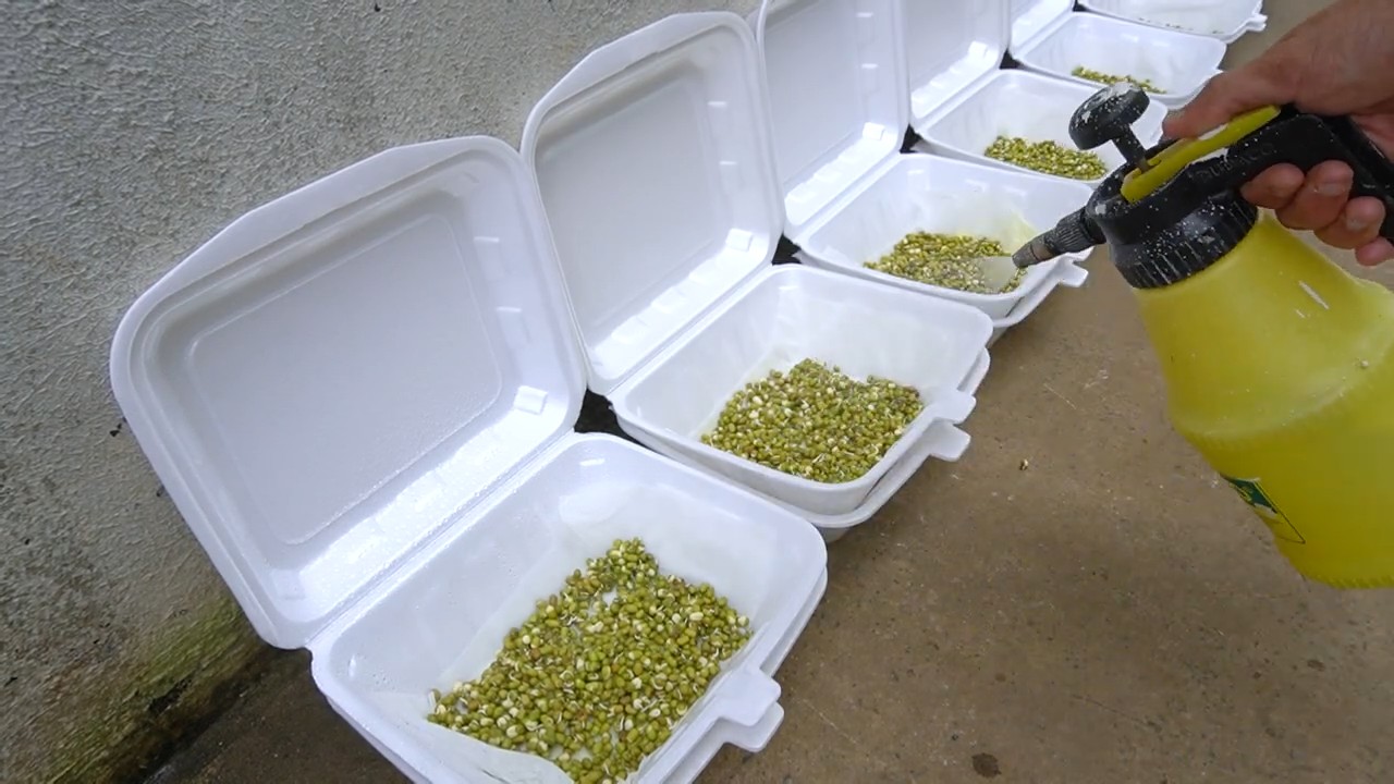 Harvest bean sprouts at home
