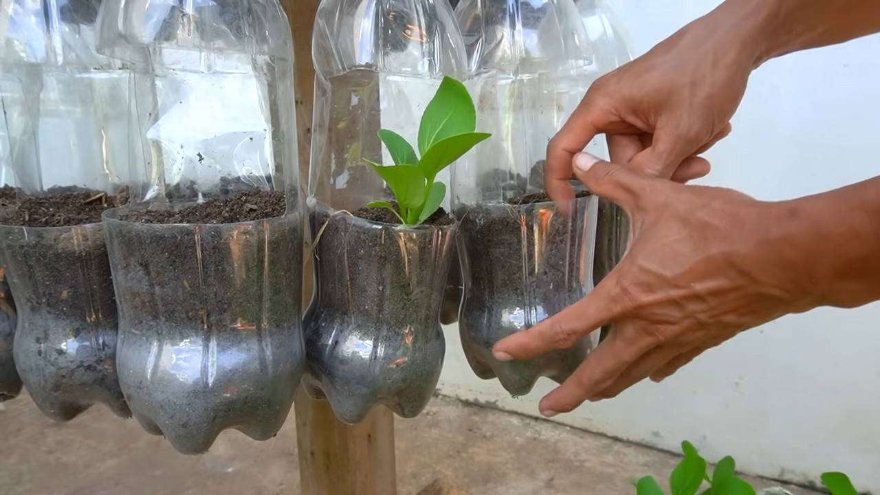 Growing Choi Sum Easily