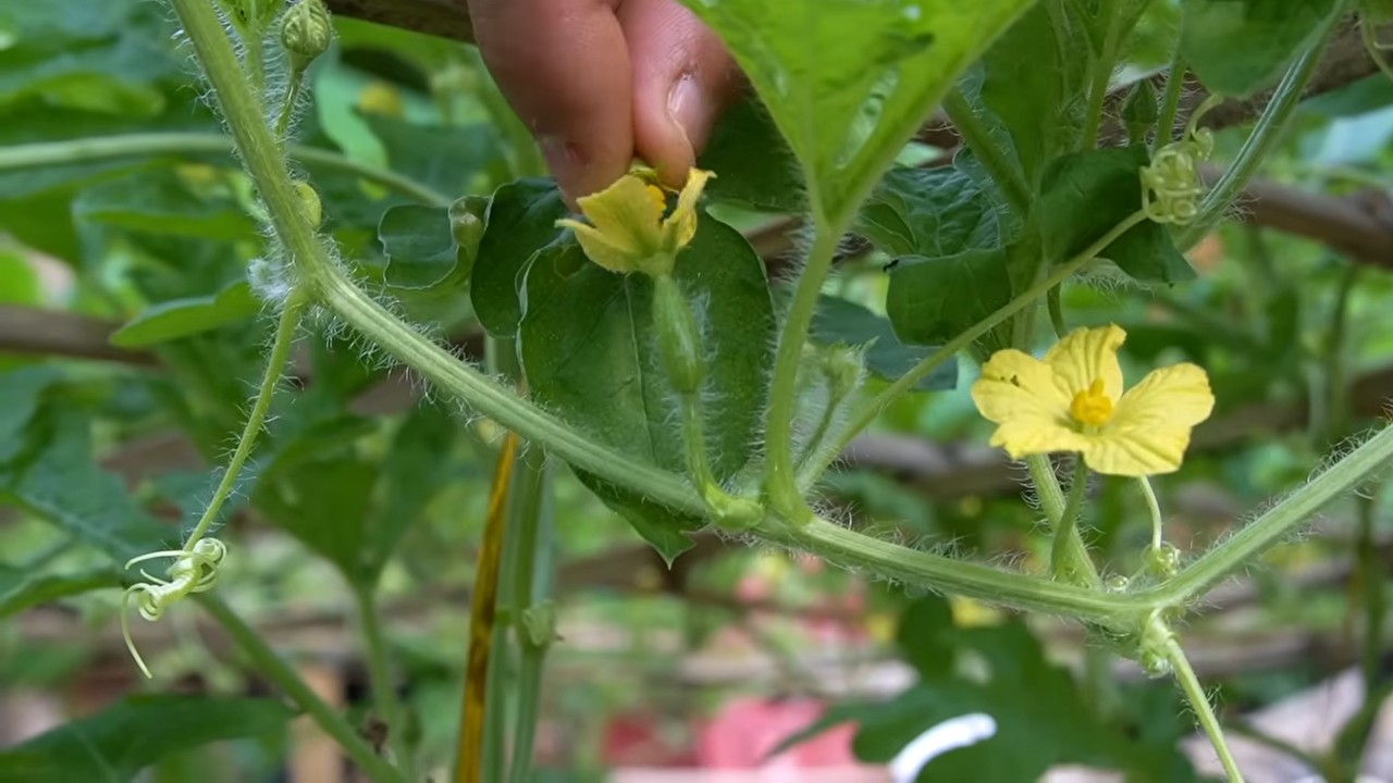 Watermelon harvest growth hacks