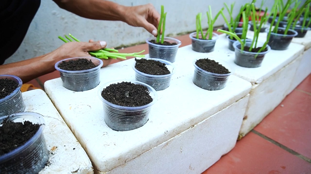 Growing water spinach easily