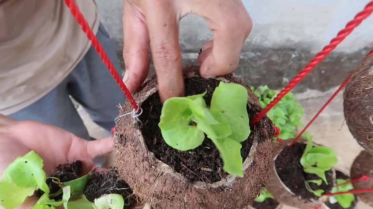 Coconut shell lettuce garden