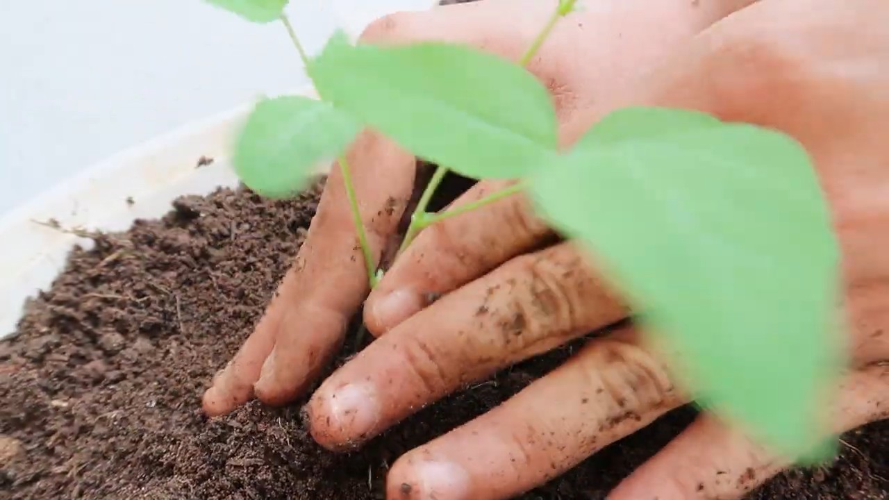Growing Winged Beans