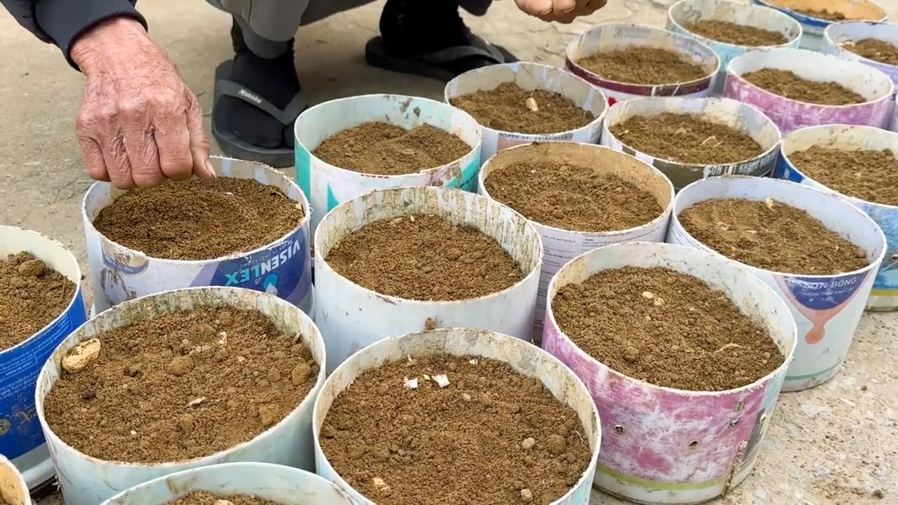 Grow parsley indoors