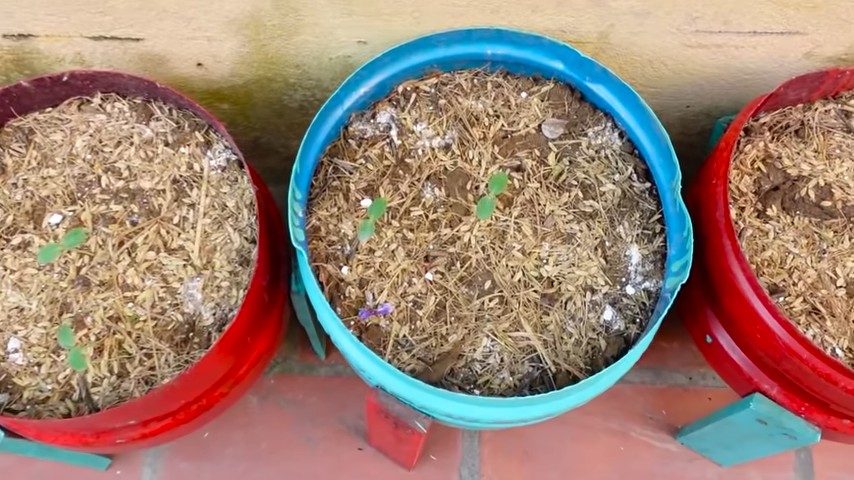 Grow Honeydew Melons Easily