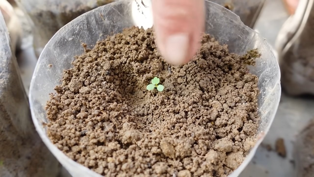 Grow Juicy Strawberries Backyard