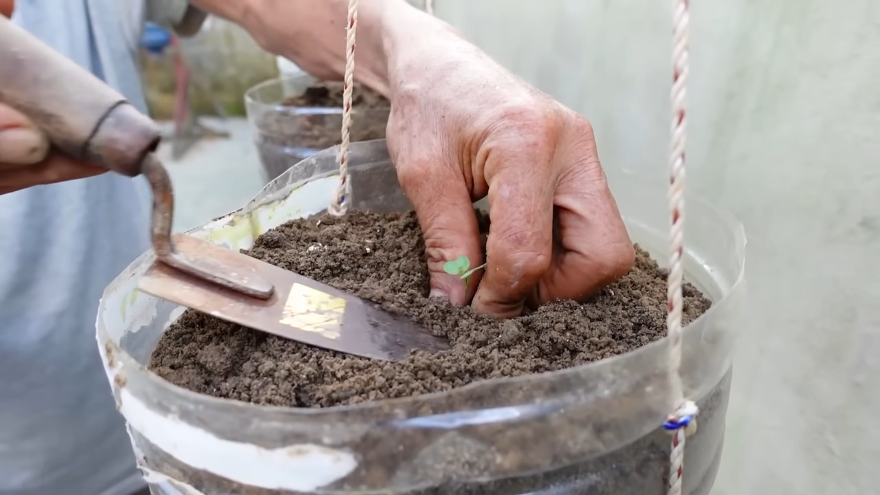 Growing cabbage in plastic bottles