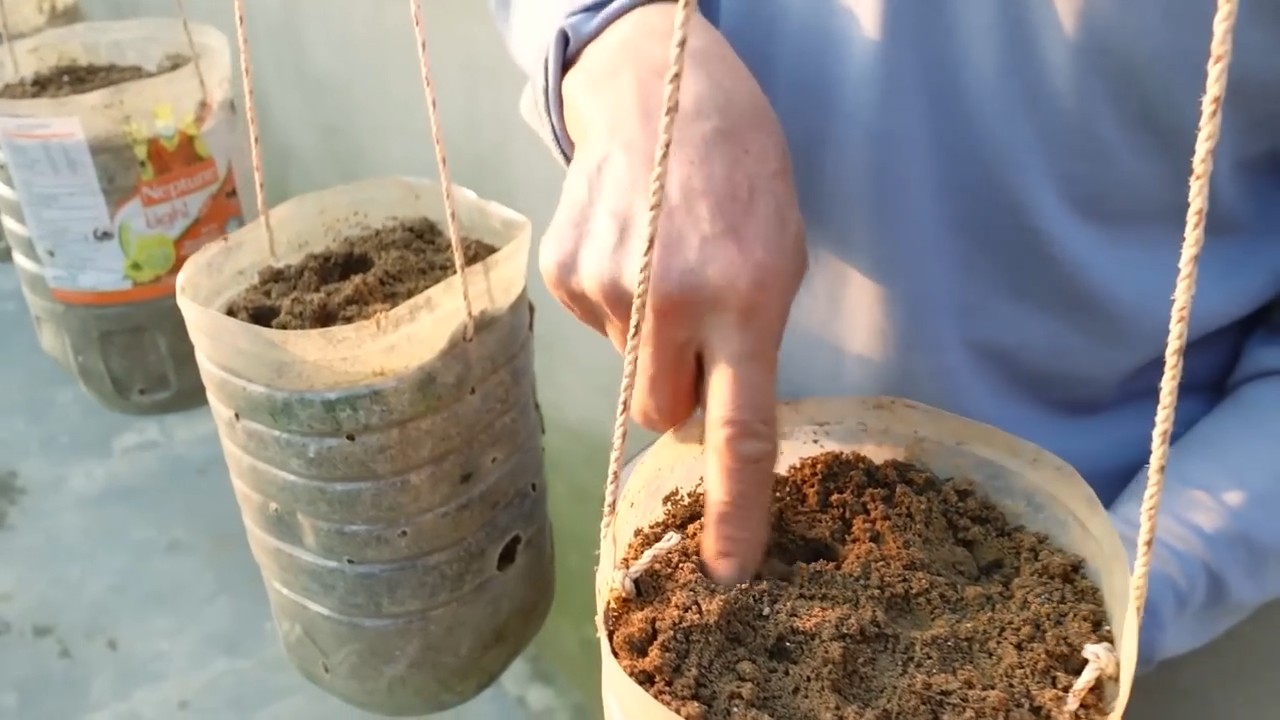 Grow Clean Carrots