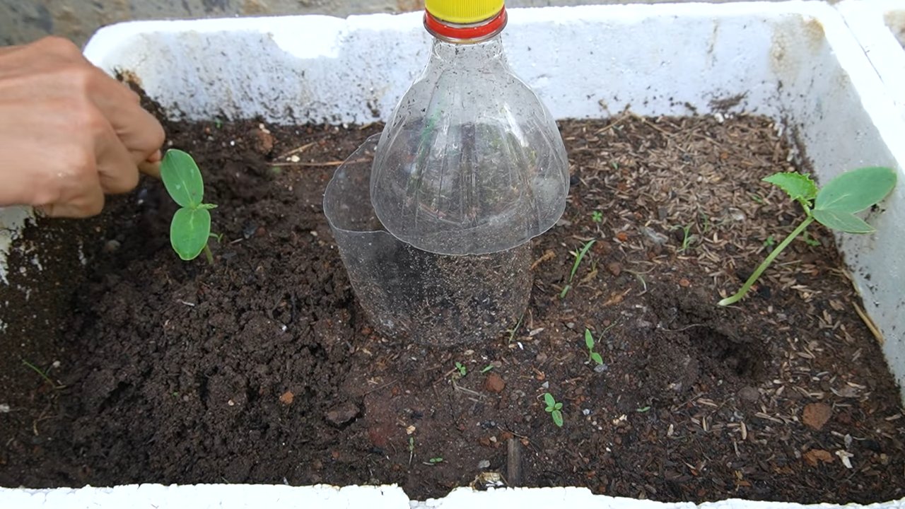 Grow cantaloupe at home