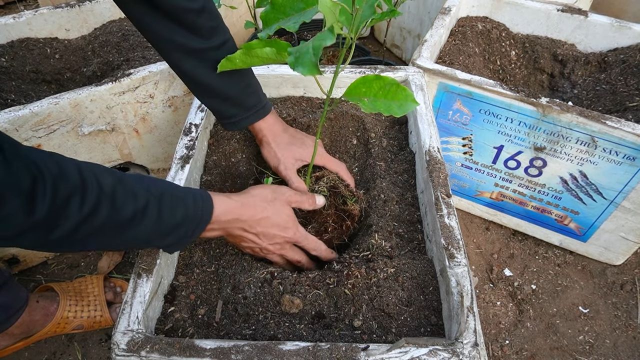 Growing Passion Fruit Backyard