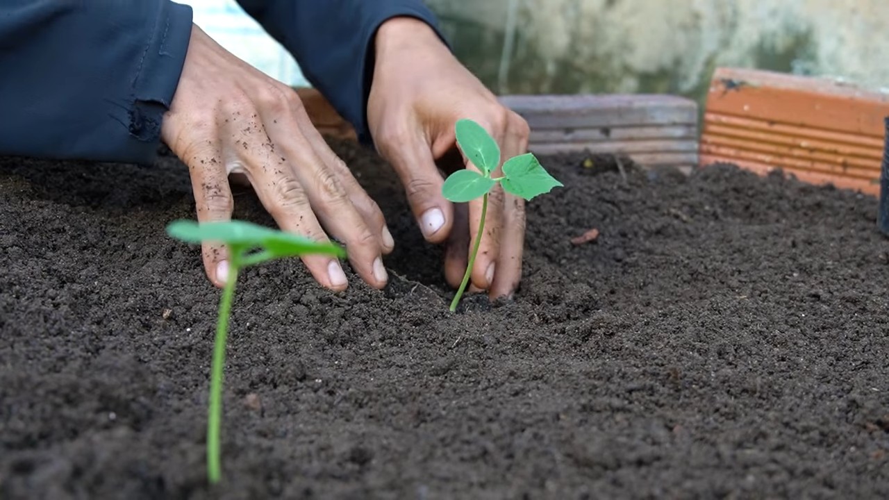 Grow Collard Greens Easily