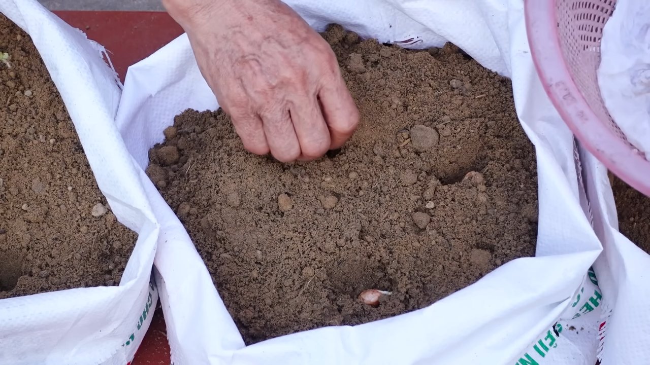 Foam box peanut growing
