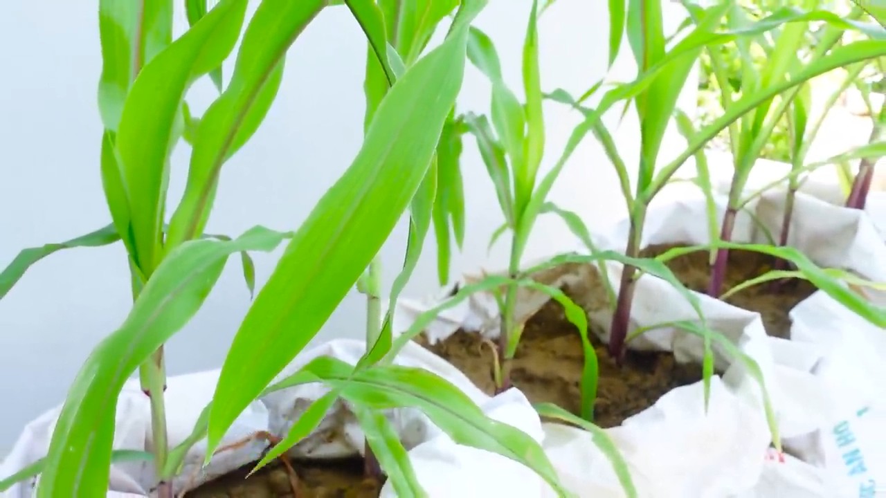 Rooftop corn growing simple