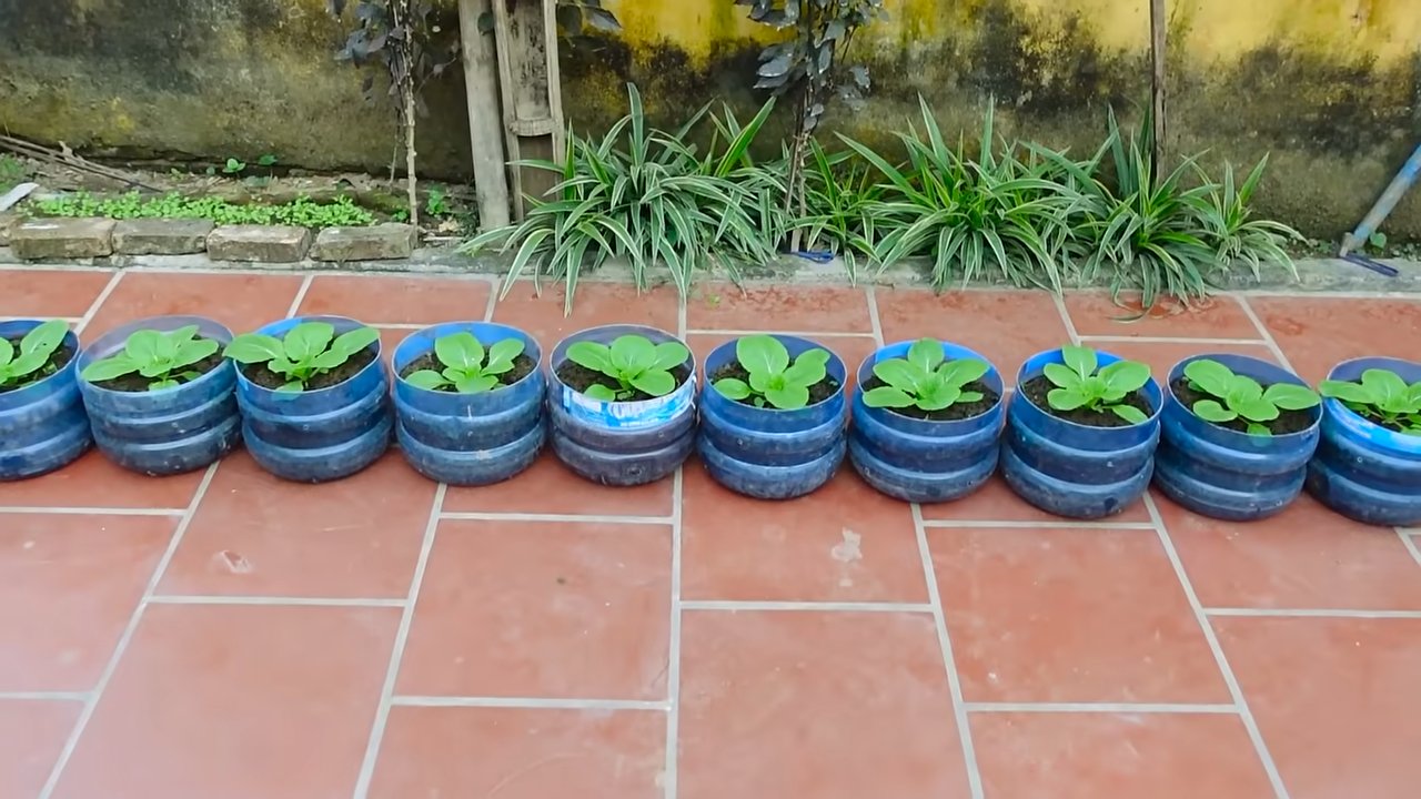 Grow Chinese Cabbage Home