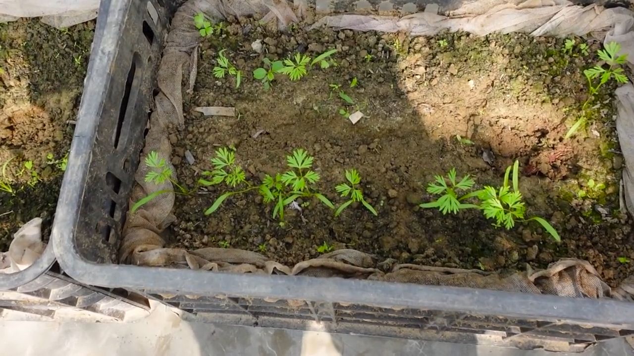 Grow Purple Carrots at Home