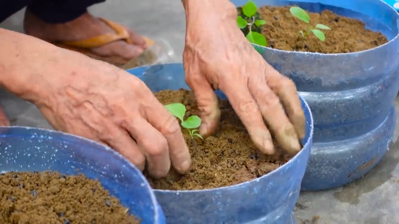 Grow Fruitful Eggplants at Home