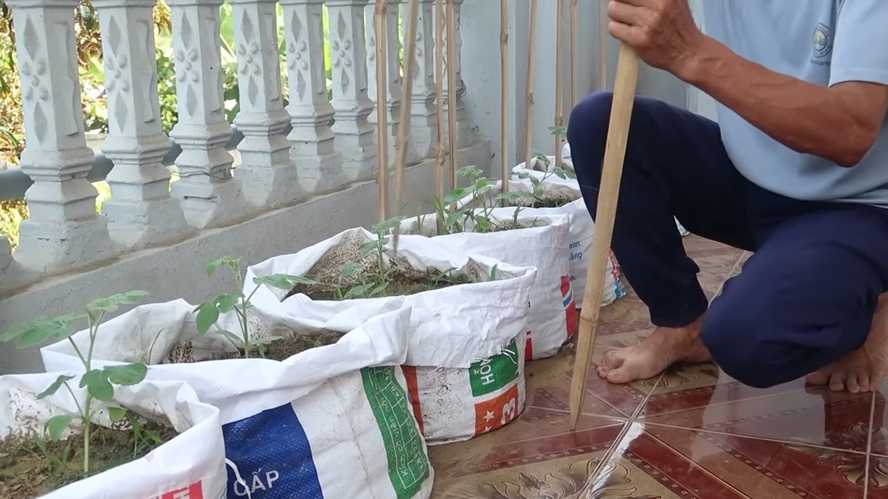 Watermelon growing early start