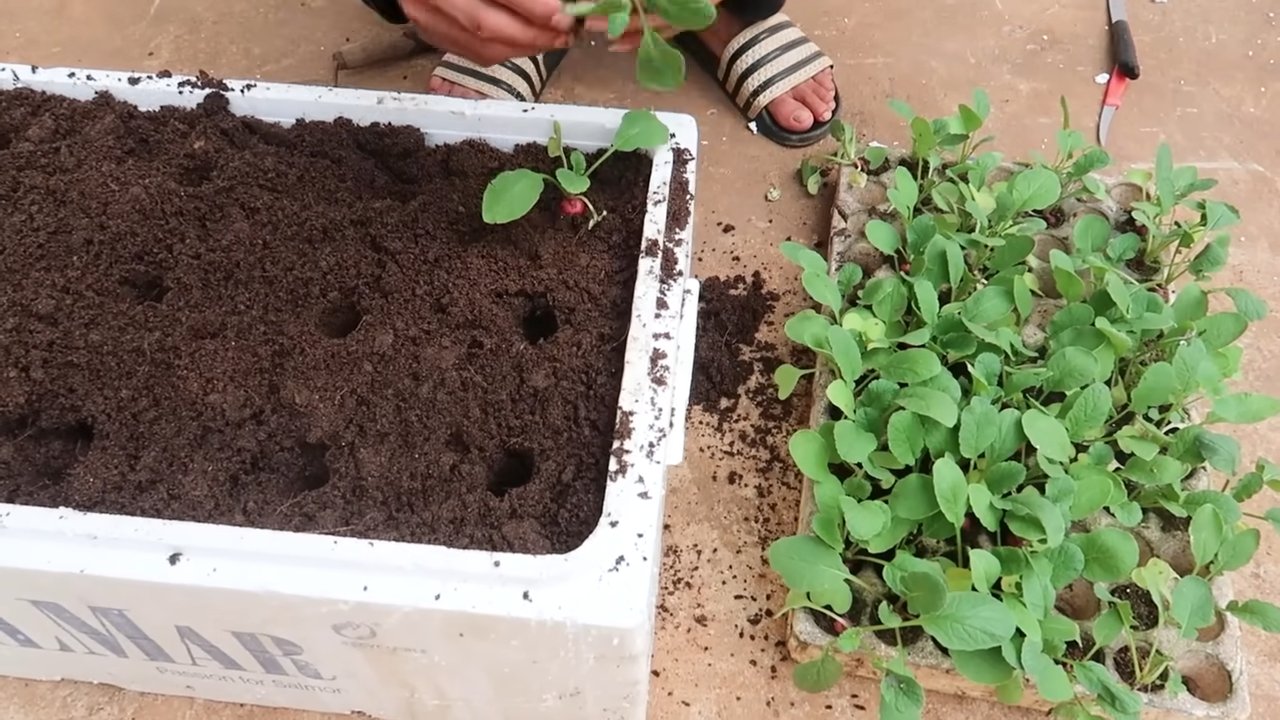 Growing Radishes in Winter