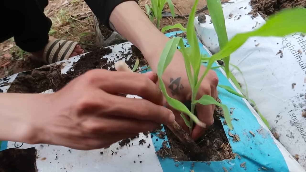 Soil bag corn growing
