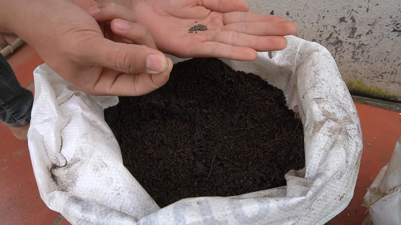 Growing cabbage for beginners