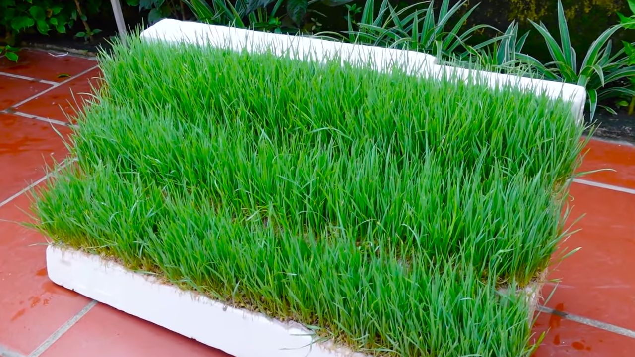 Grow wheatgrass in water
