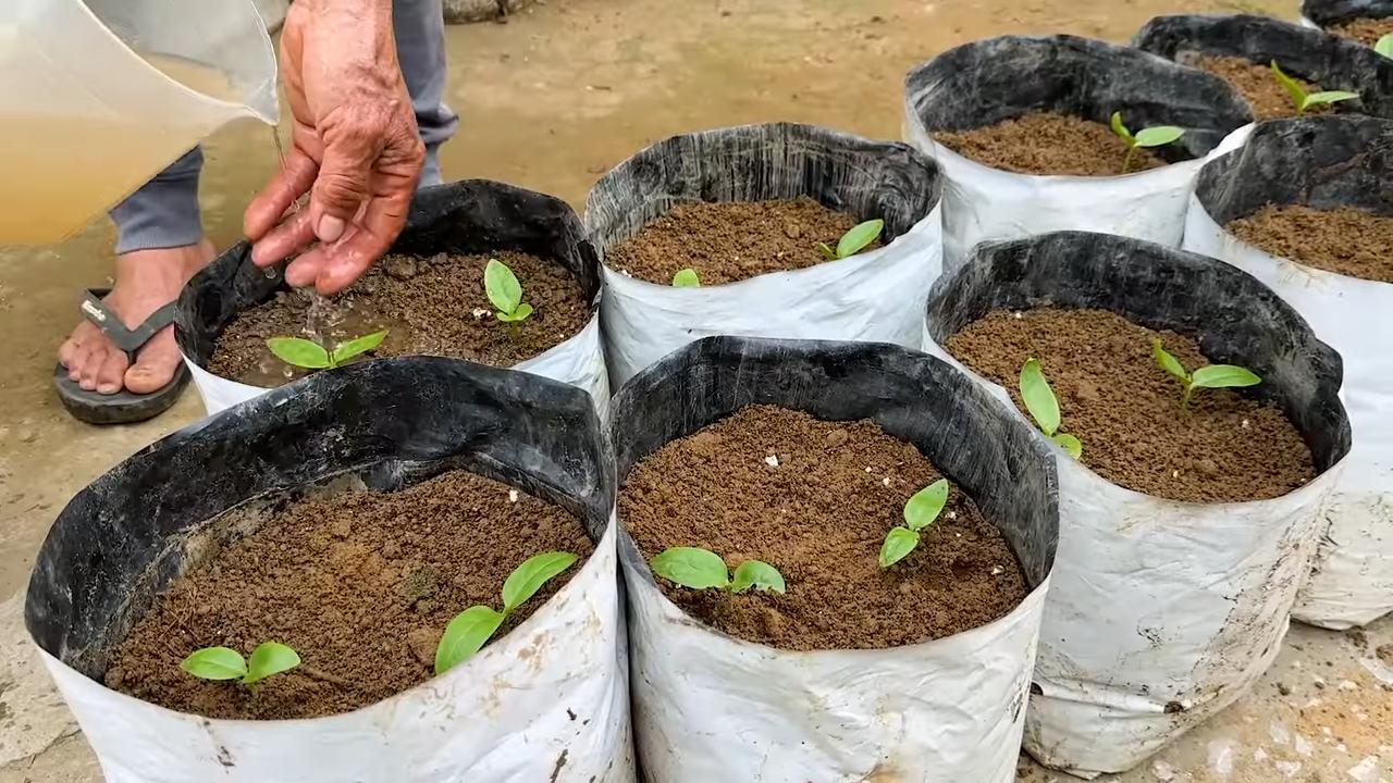 Grow Malabar Spinach Successfully