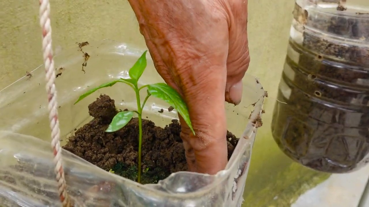 Balcony chili pepper gardening