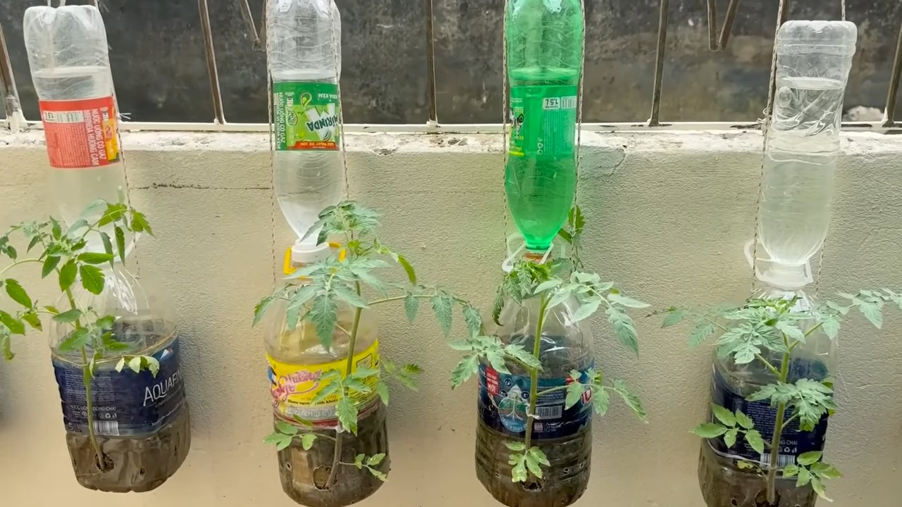 Water saving tomato growing