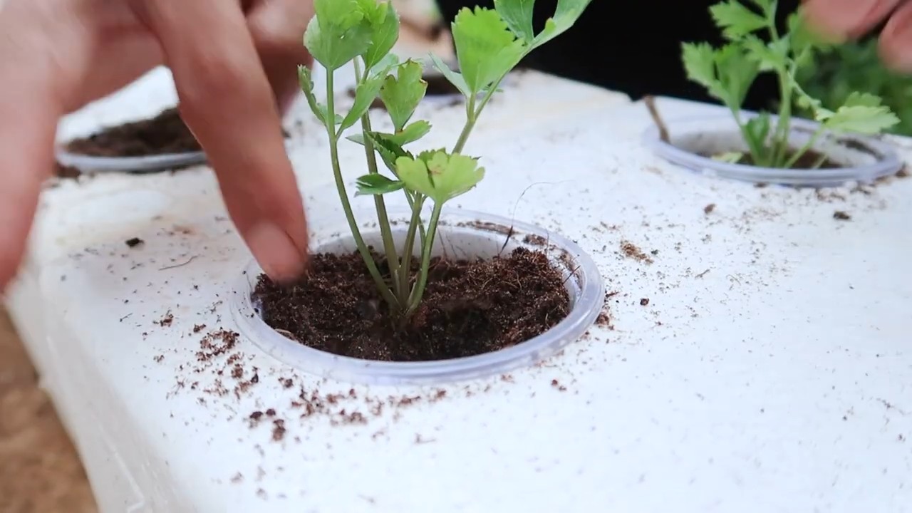 Grow Celery at Home