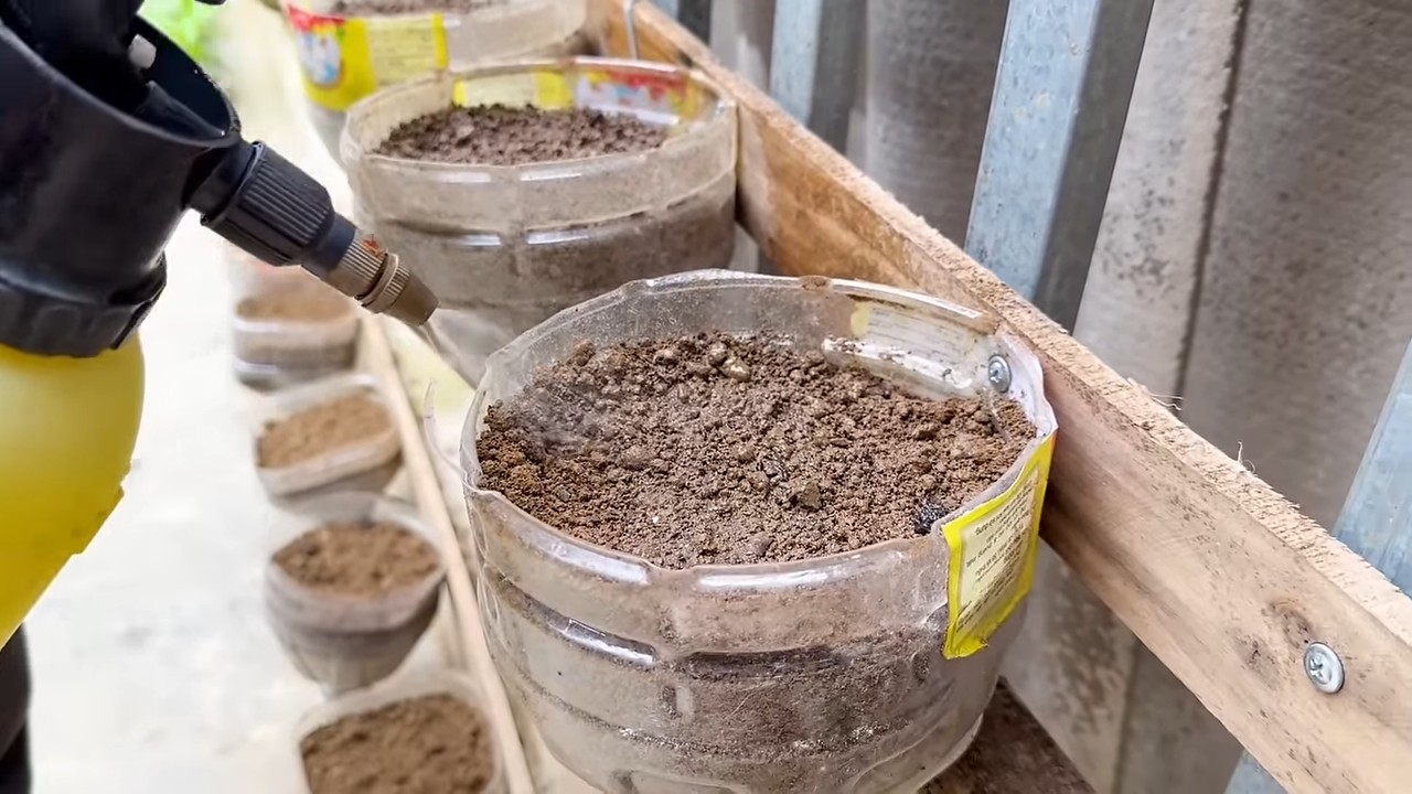 Growing Kale in Bottles