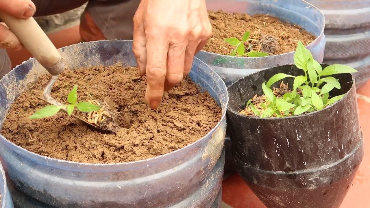 Grow More Chili Peppers