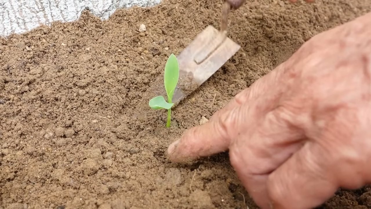 Concrete Corn Growing