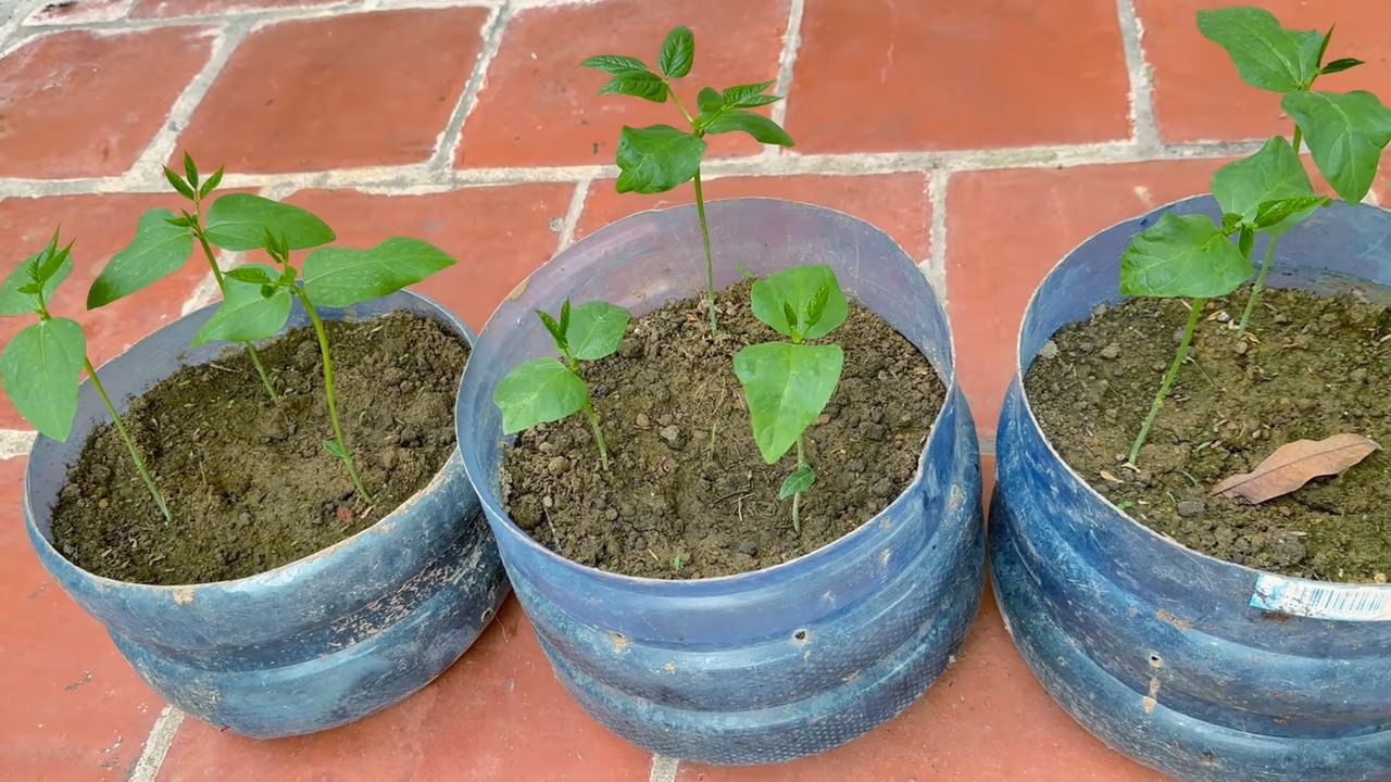 Cowpea garden DIY