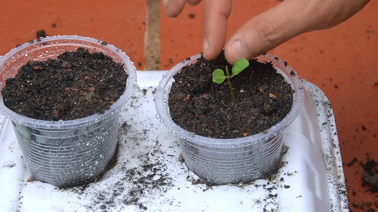 Mint growing tips