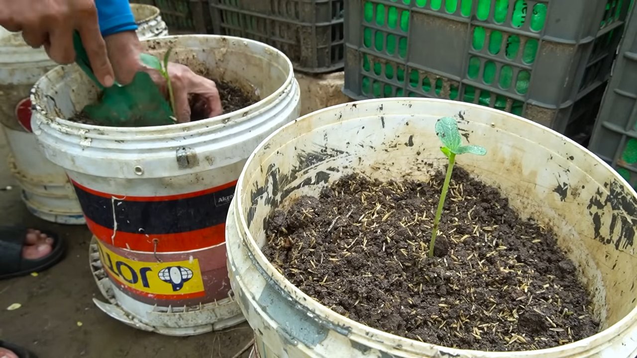 Zucchini backyard harvest tips