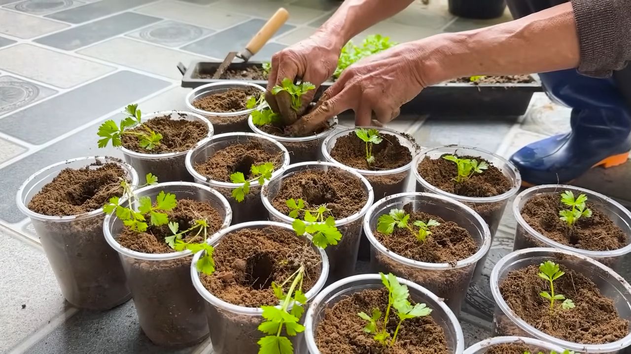 Growing celery on rocks profit