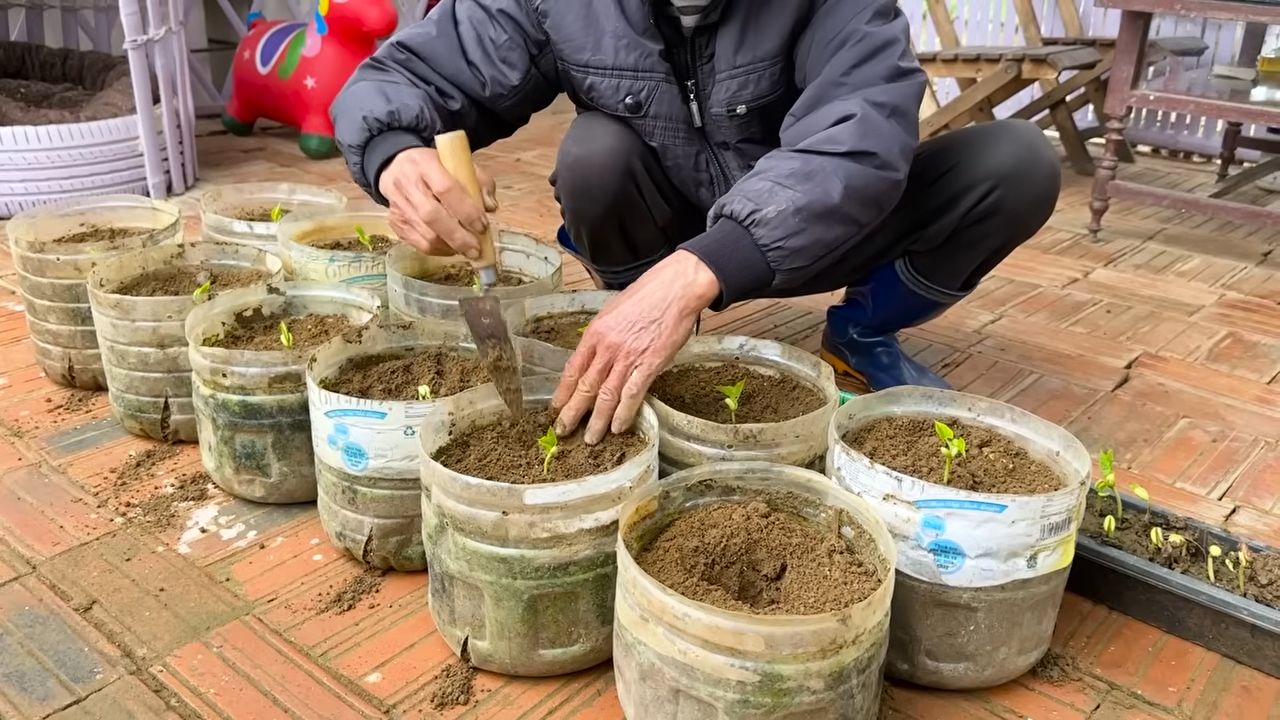 Growing healthy bean plants