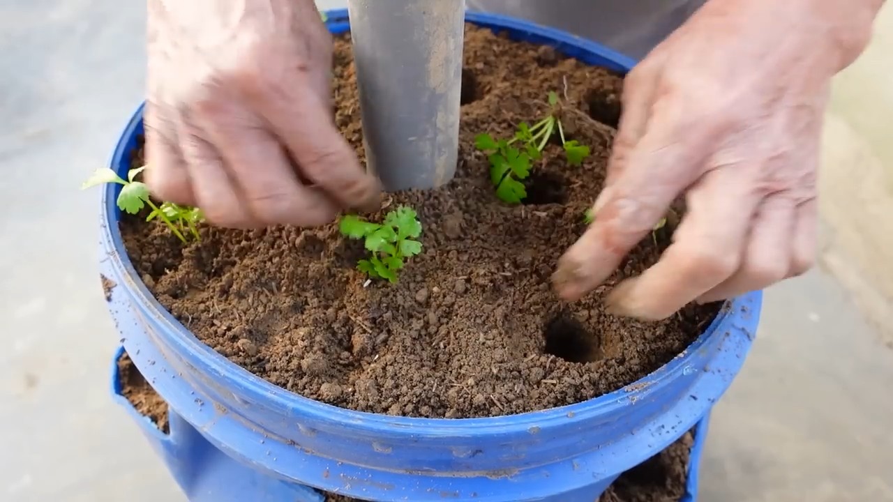 Growing Celery at Home