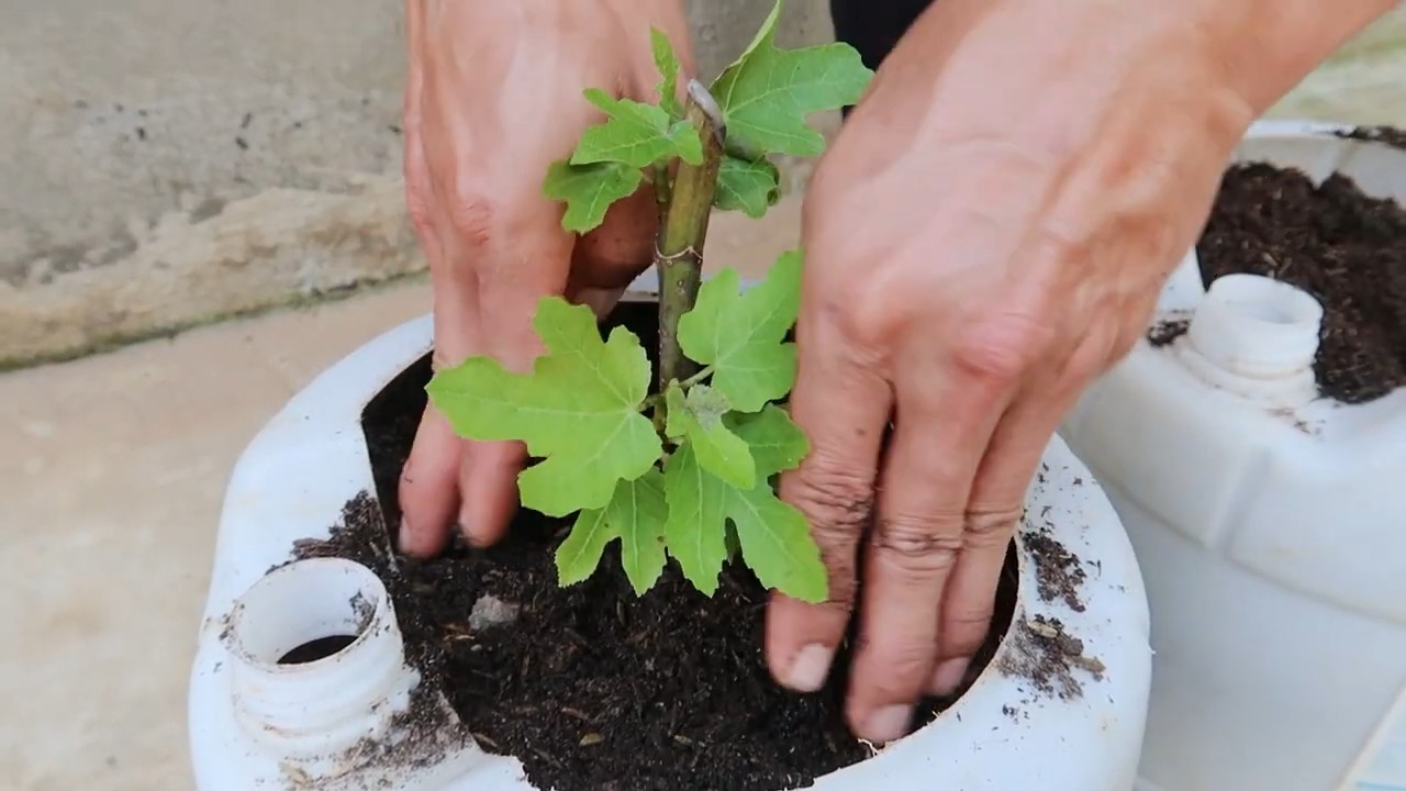 Growing Figs in Containers