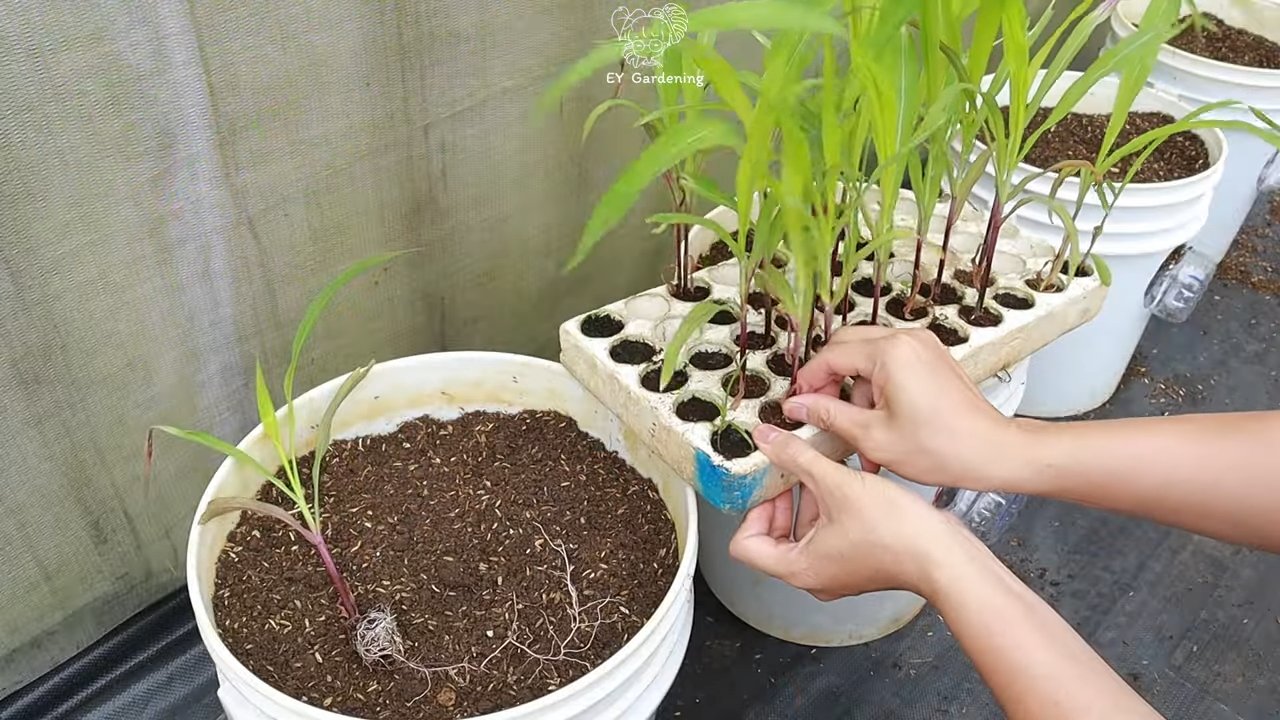 Purple corn backyard growing