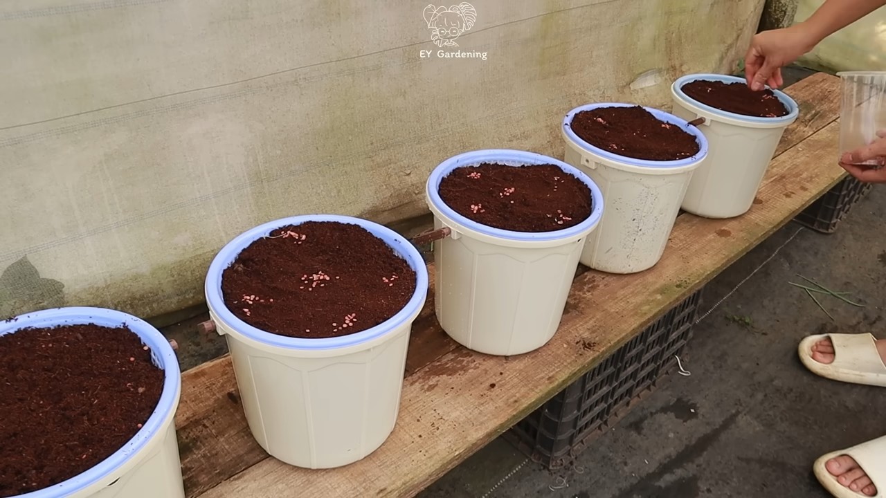 Lazy Coriander Planting Method
