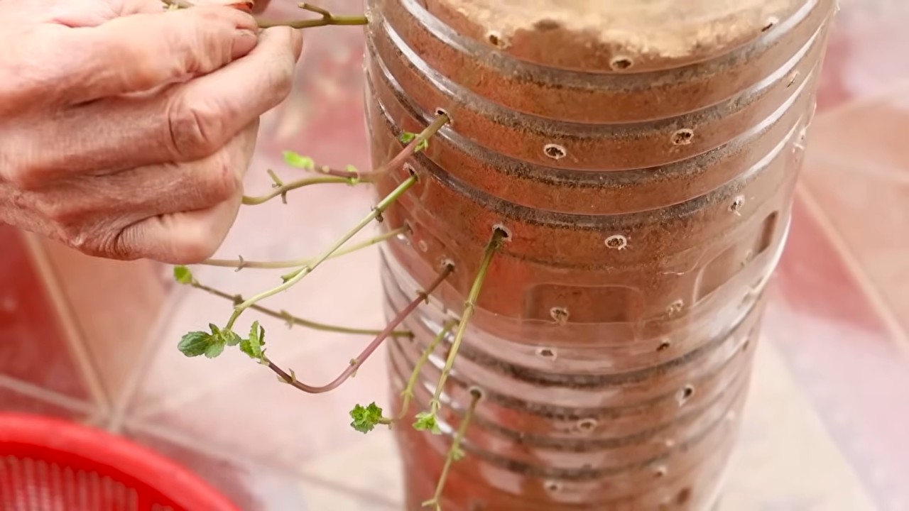 DIY Vertical Veggie System