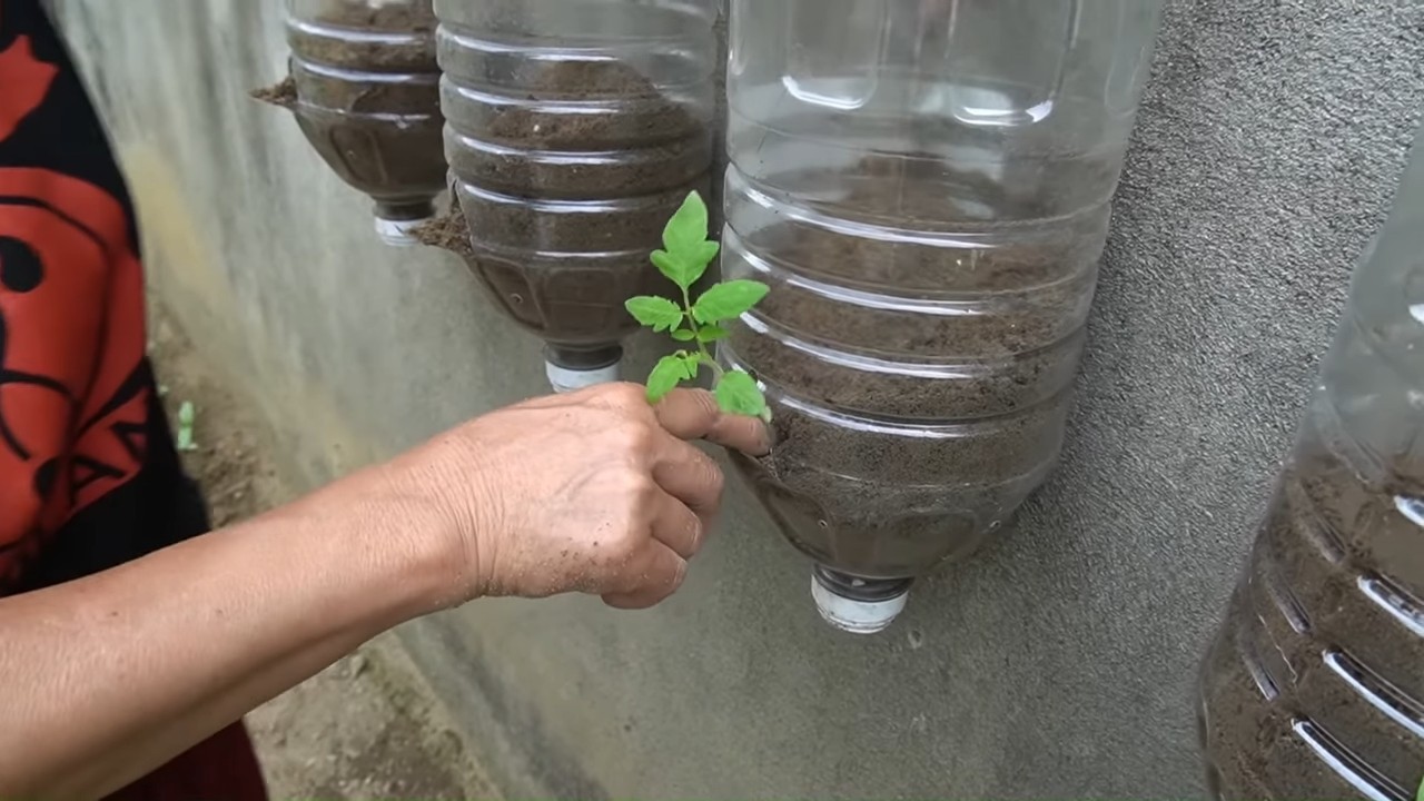 Wall Grown Tomatoes No Garden
