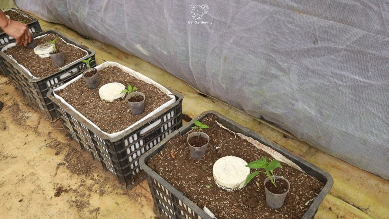 Spicy chili growing tips