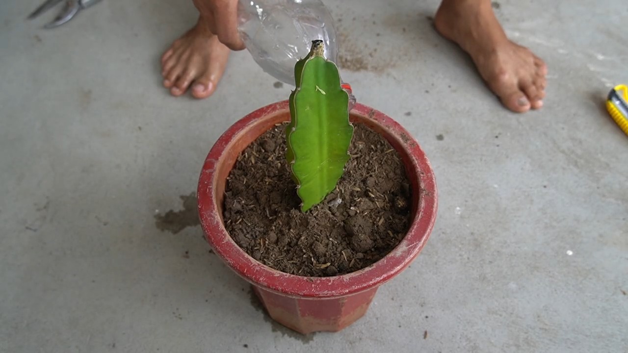 Dragon fruit propagation cuttings