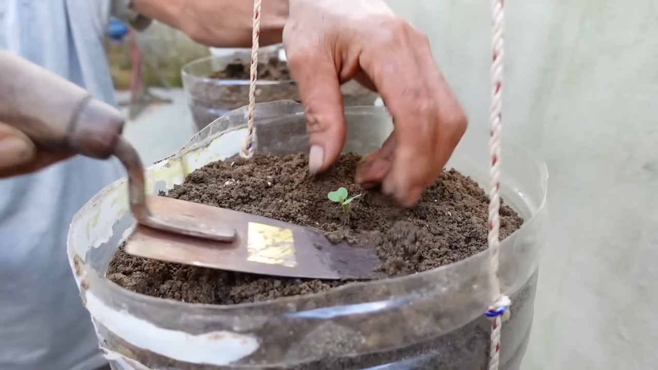 Easy Cabbage Garden for Homemakers