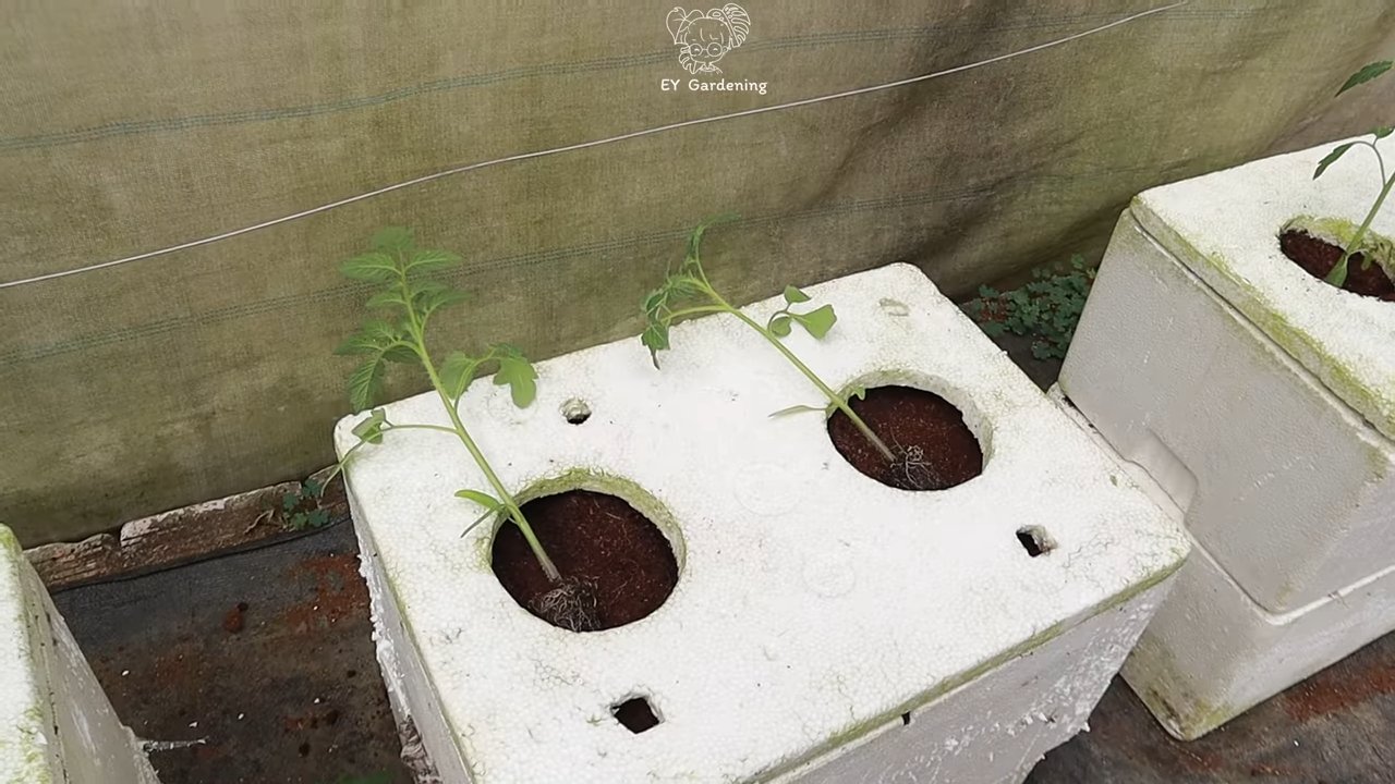 Terrace Tomato Growing Routine