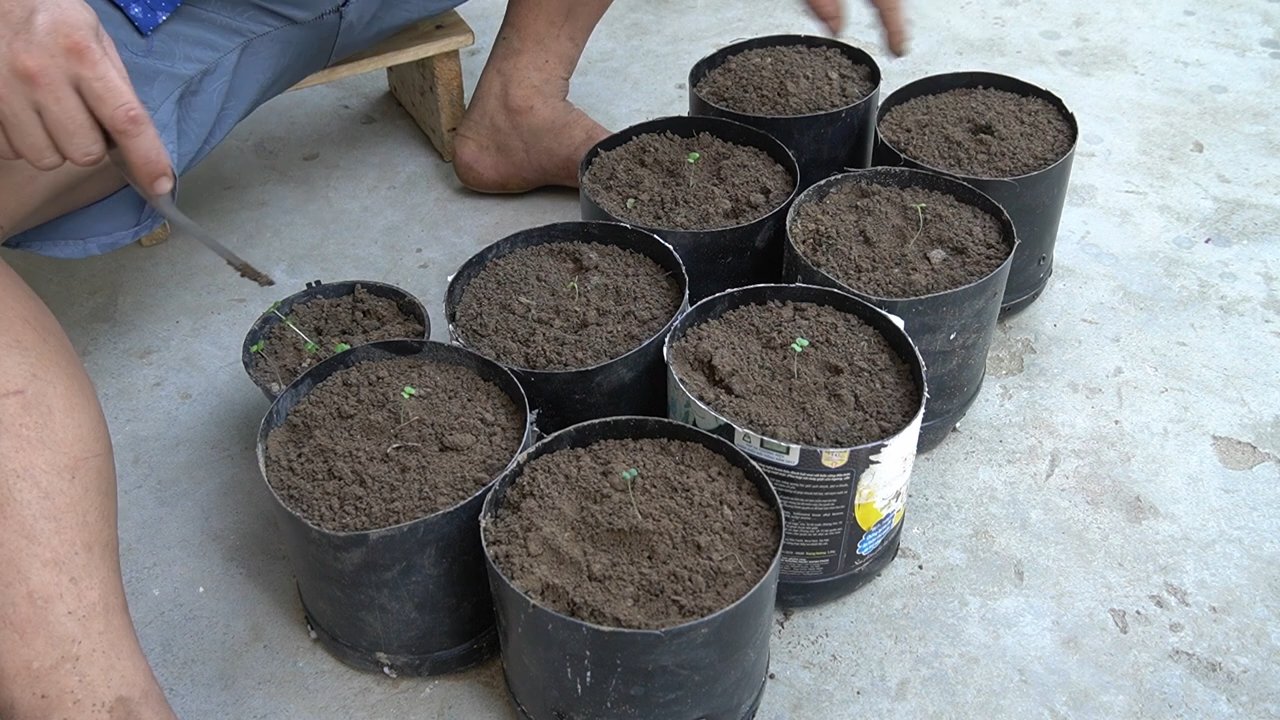DIY plastic bottle lettuce planter