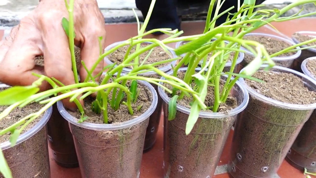 Year Round Water Spinach
