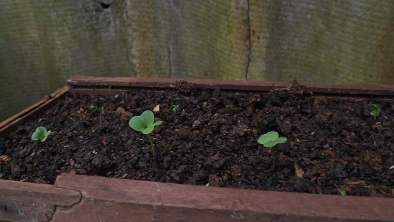 Grow radishes backyard